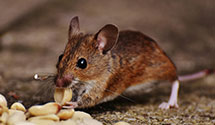 24 Hour & Emergency Exterminators in Munster, ND